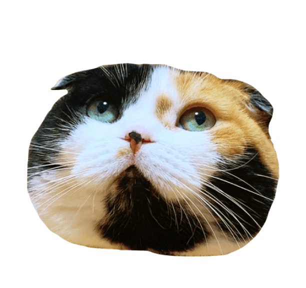 Happy Nyanco Day from #グローバルニャーク！ | and st